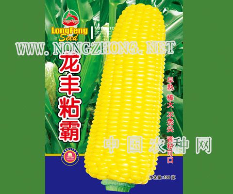龙丰粘霸